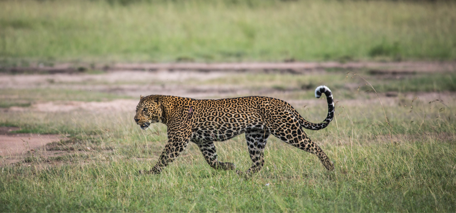 Leopard-Safari-Jawai