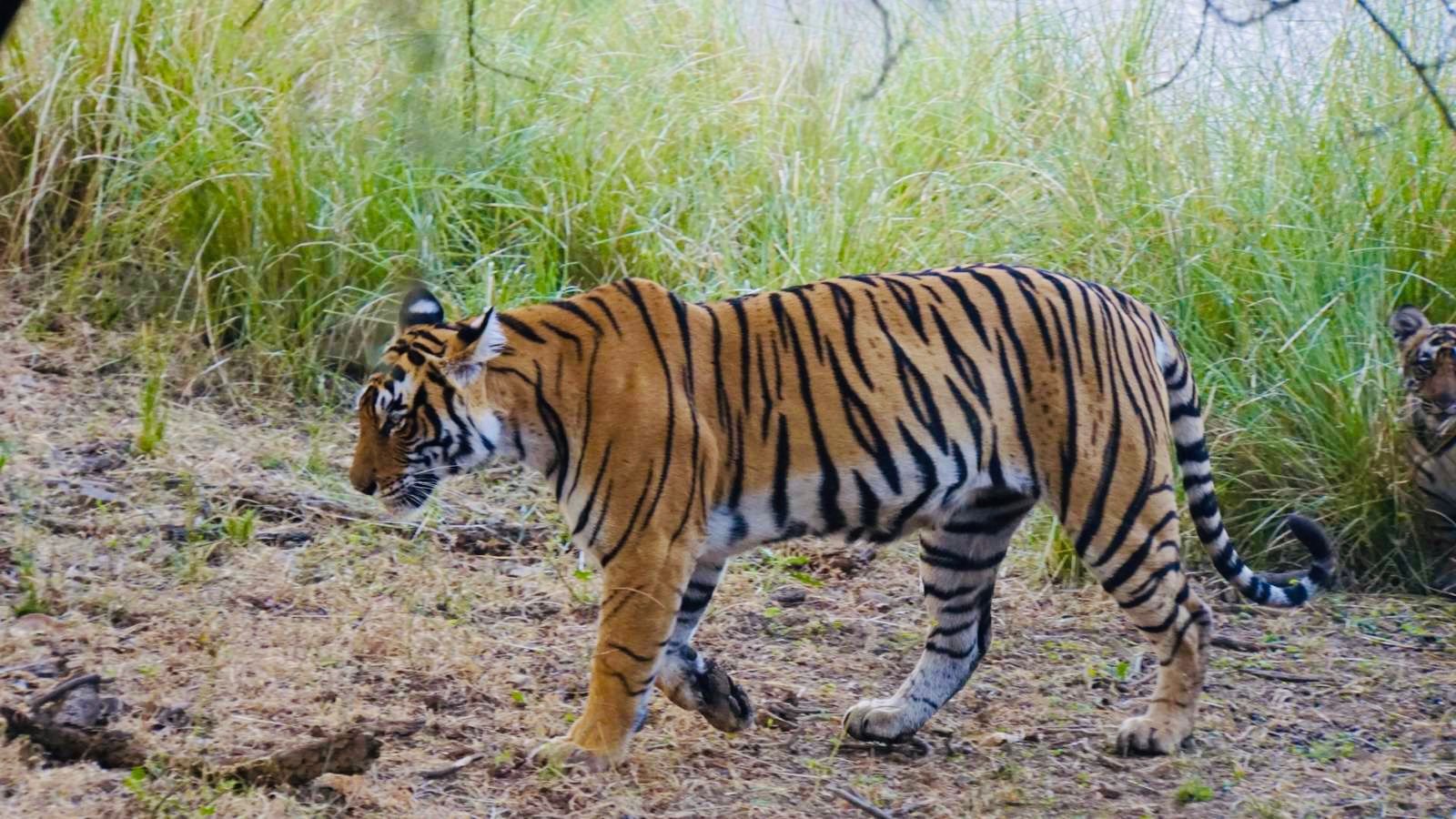 tiger