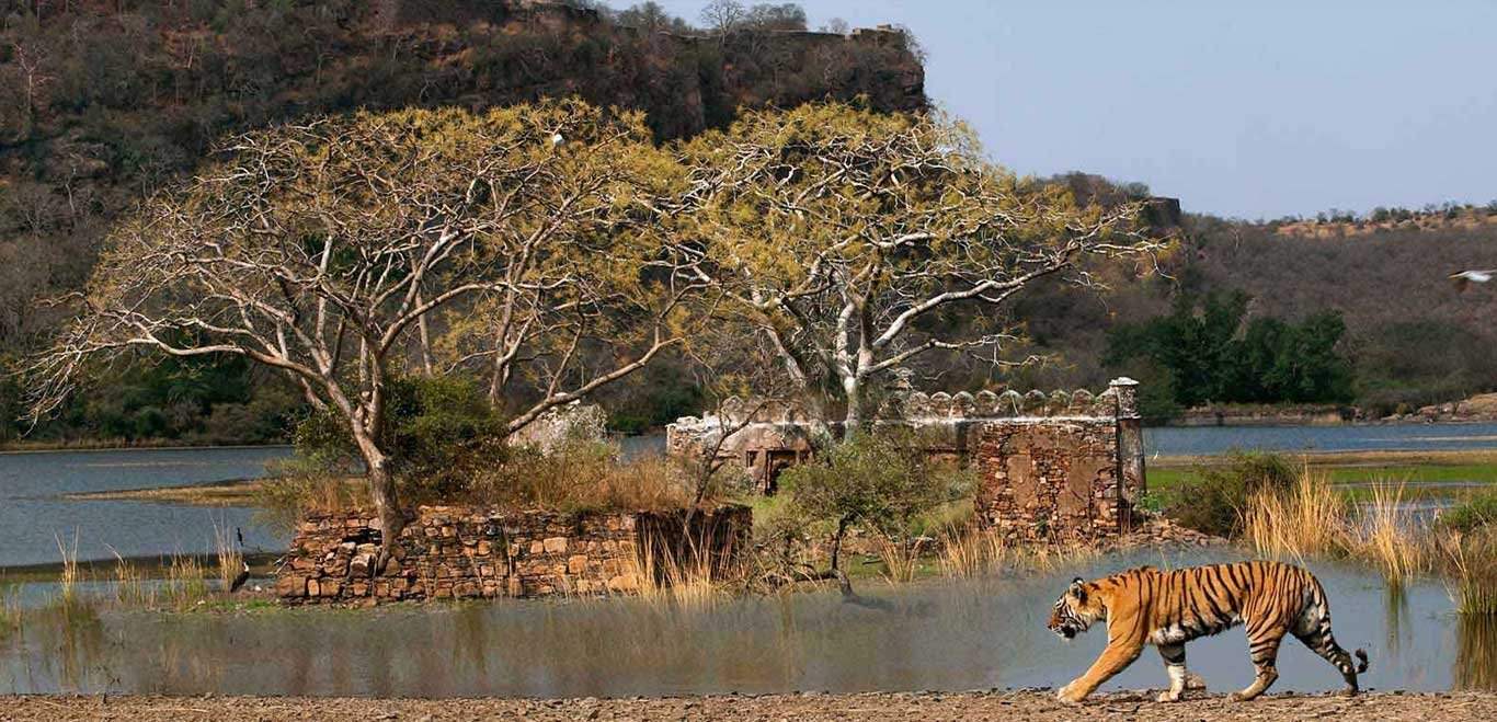 Ranthambore-National-Park