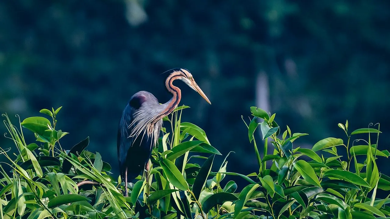 kumarakom-bird-sanctuary-kumarakom-kerala