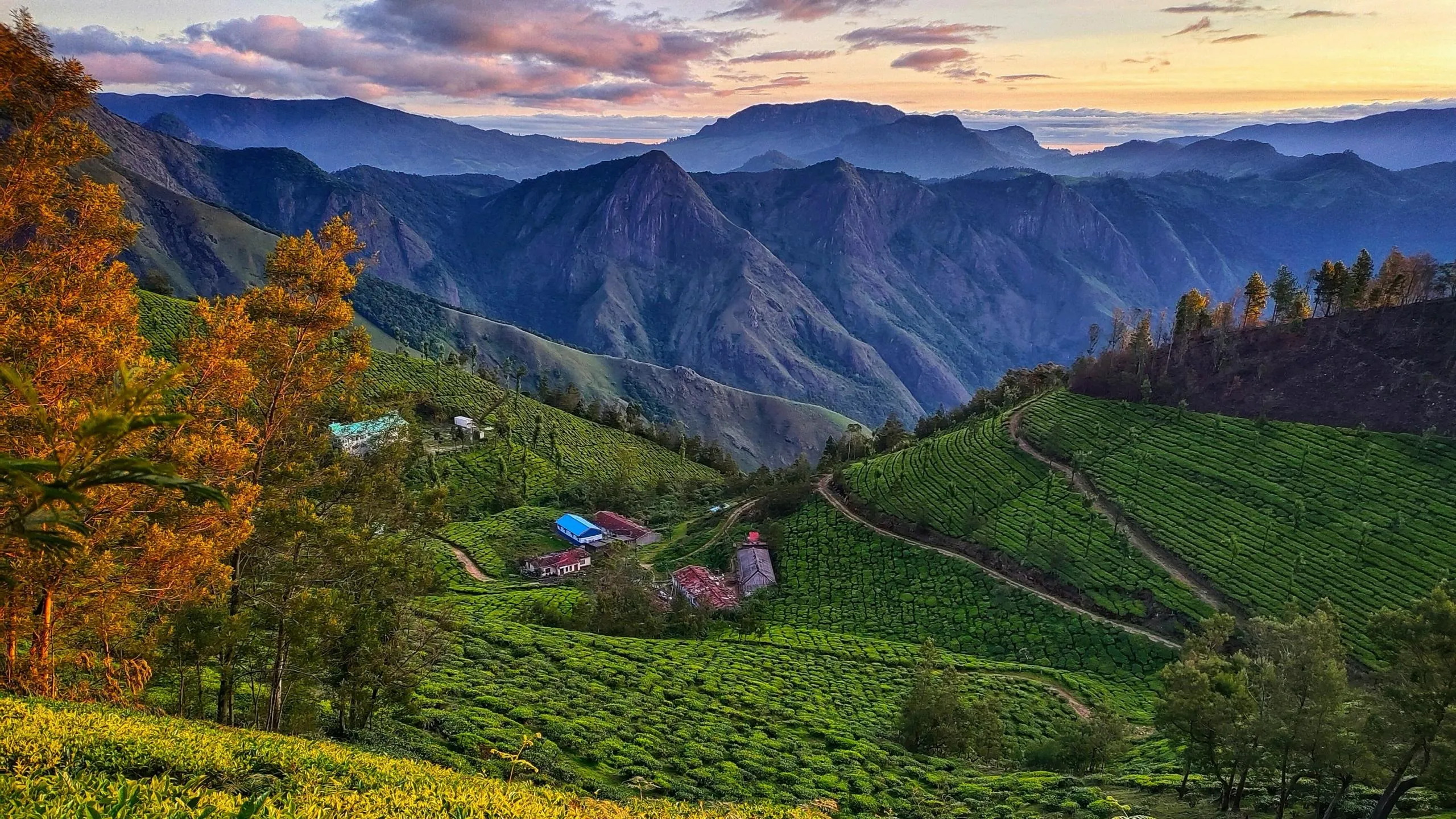Munnar Tea Garden
